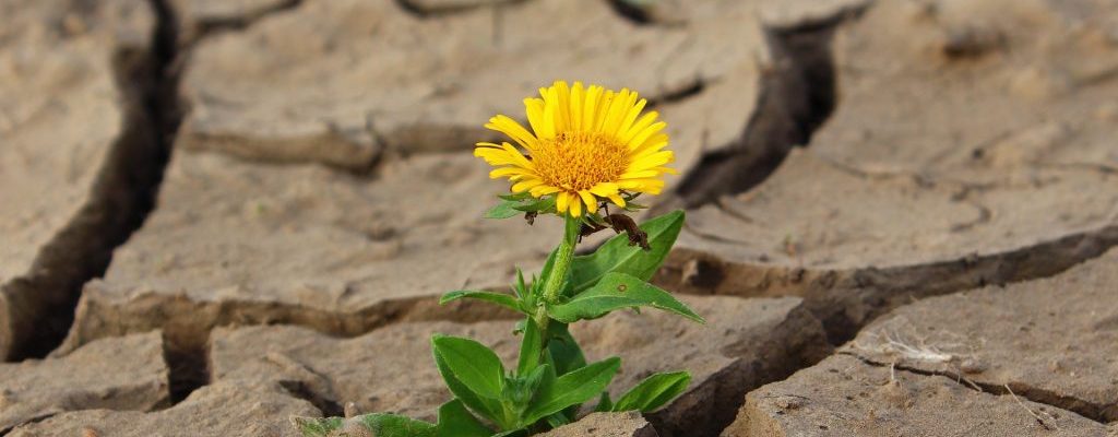 flower-887443_1920-1024x796